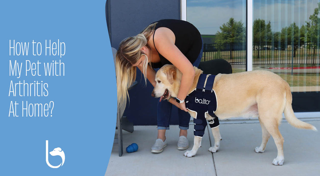 How to Help My Pet with Arthritis At Home?