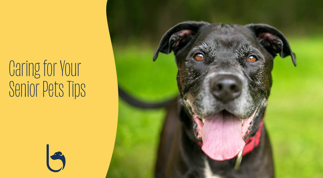 senior dog pet tips