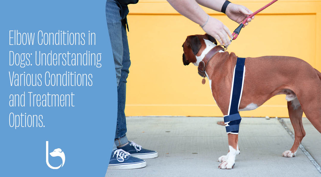 dog wearing a balto soft brace