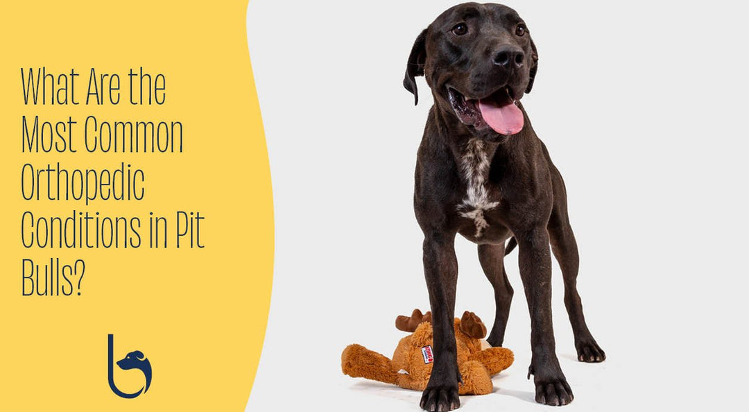 orthopedic bracing for canines