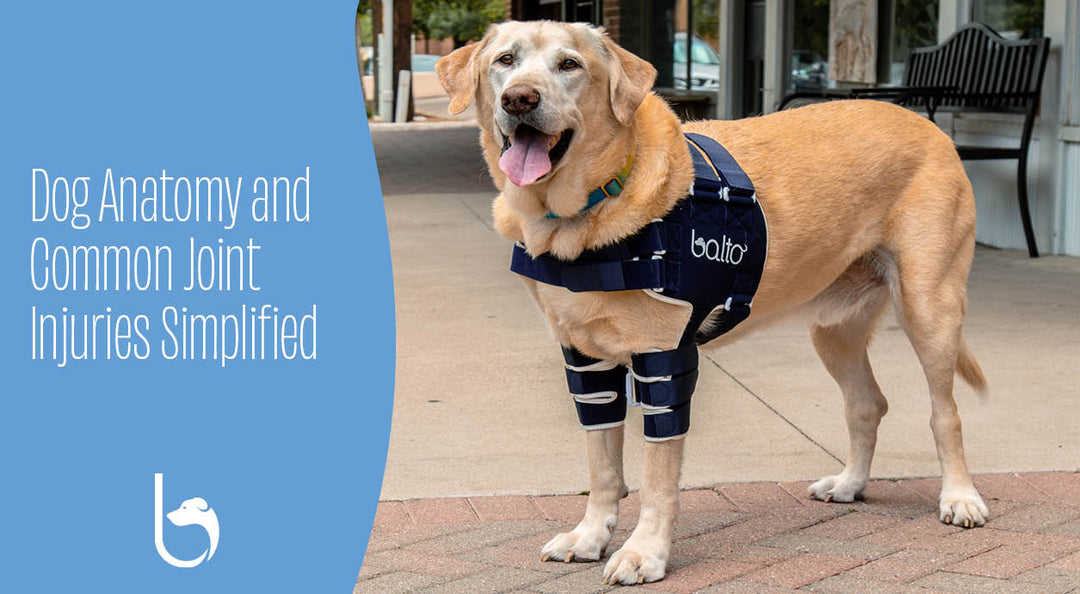 Dog Anatomy and Common Joint Injuries Simplified blog post feature image