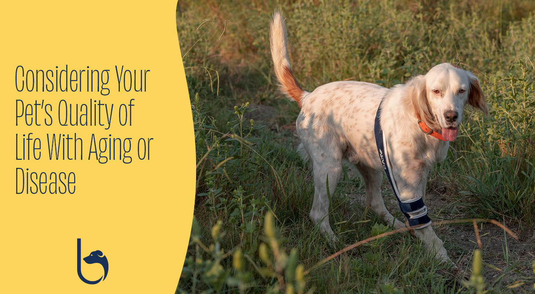 yellow labrador retriever in a Balto Jump brace for CCL injury. A brace for knee injury in dogs