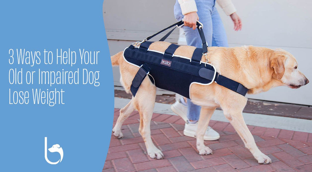 dog walking in the city with a balto brace