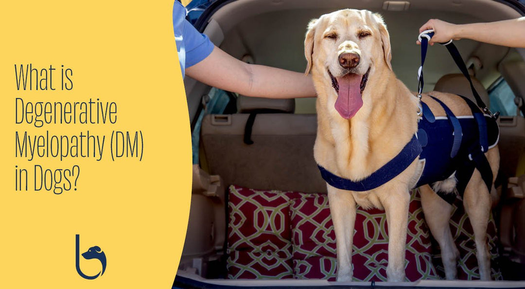 balto body lift brace on cute dog standing in back of car