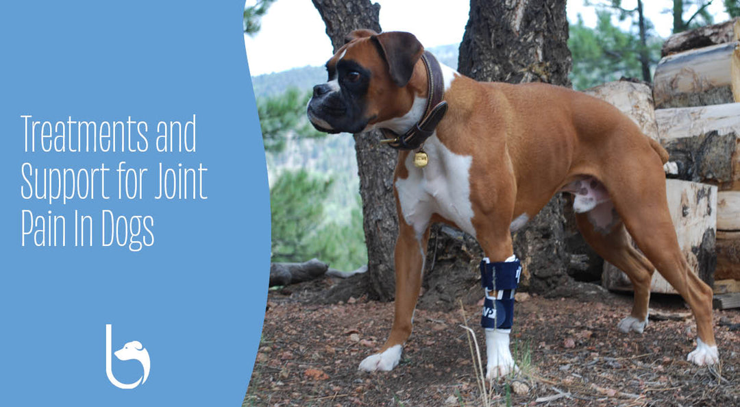 balto bone brace on dog in mountains
