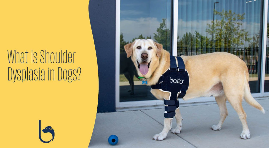 happy smiling dog wearing a balto lux brace