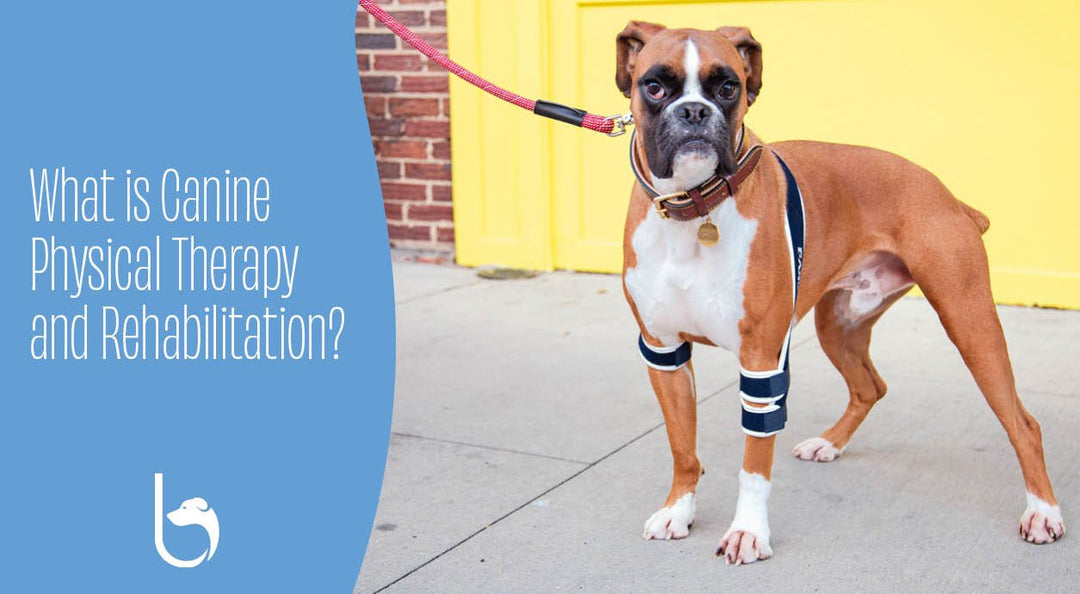 balto soft plus brace on dog