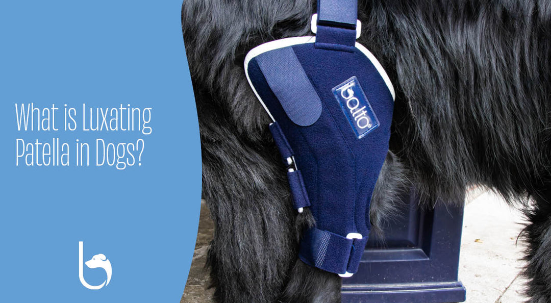 dog in jump brace outside looking happy