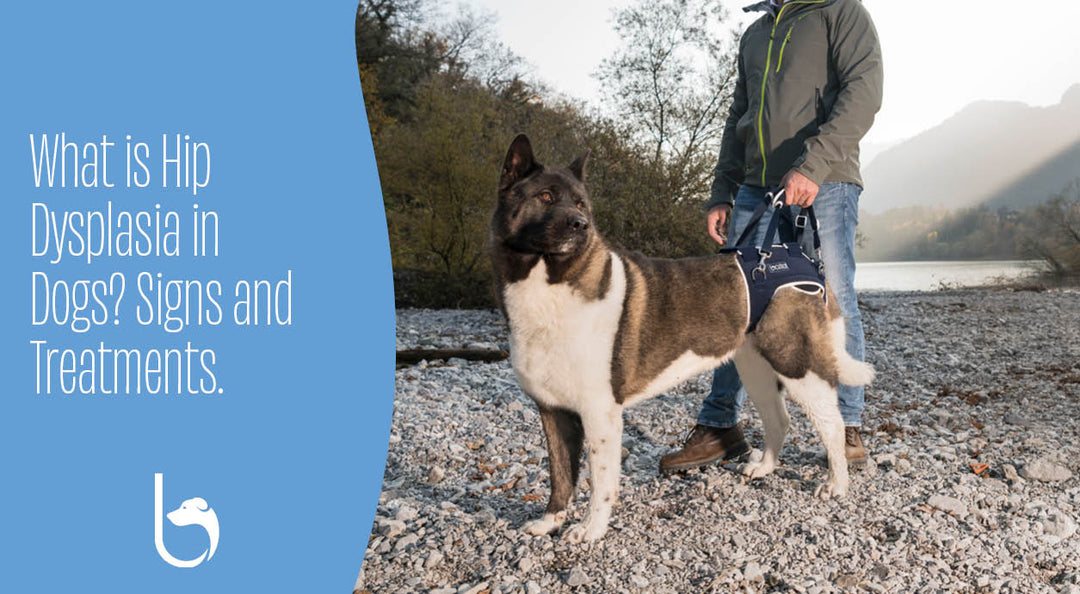 What is Hip Dysplasia in Dogs? Signs and Treatments.
