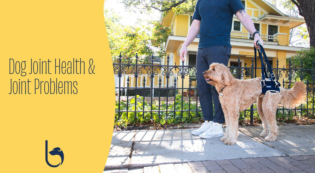 Dog Joint Health and Joint Problems
