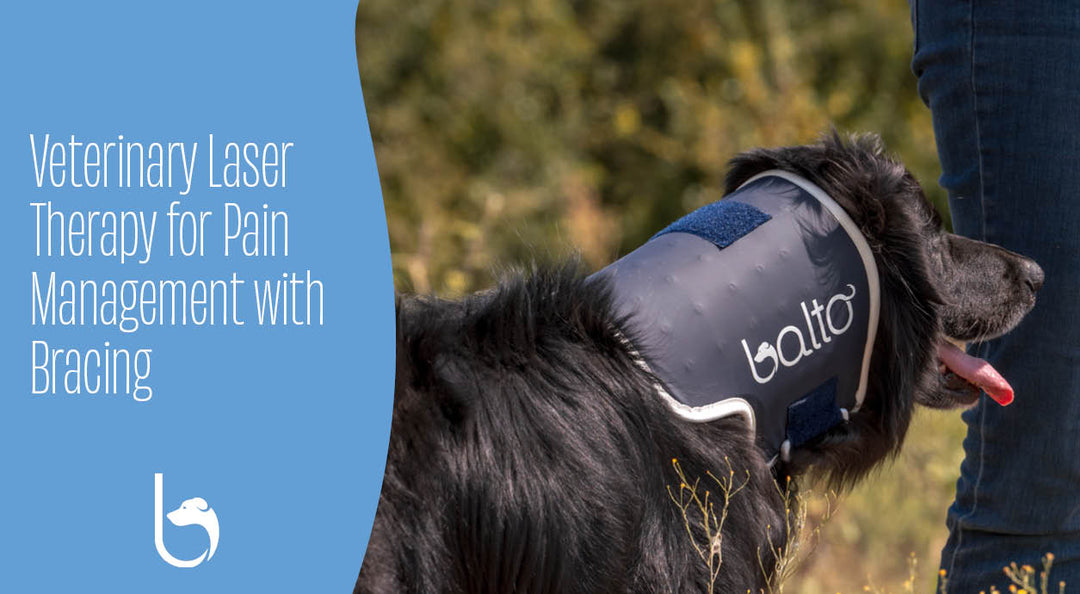 Veterinary Laser Therapy for Pain Management with Bracing