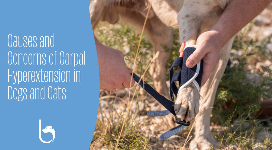 Causes and Concerns of Carpal Hyperextension in Dogs and Cats