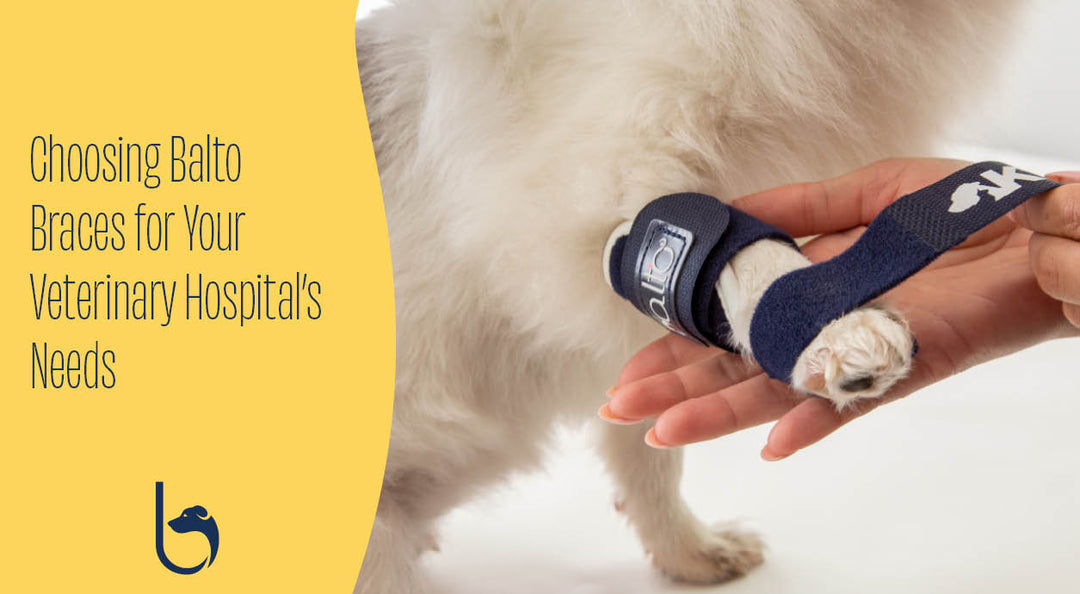 choosing balto braces for your veterinary hospitals needs
