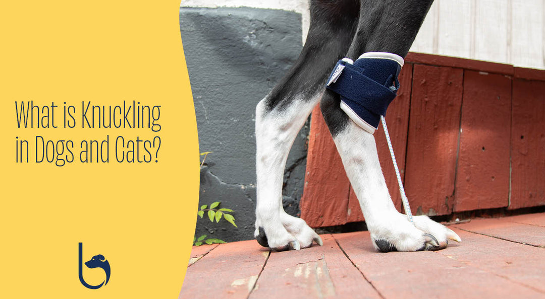 what is knuckling in dogs
