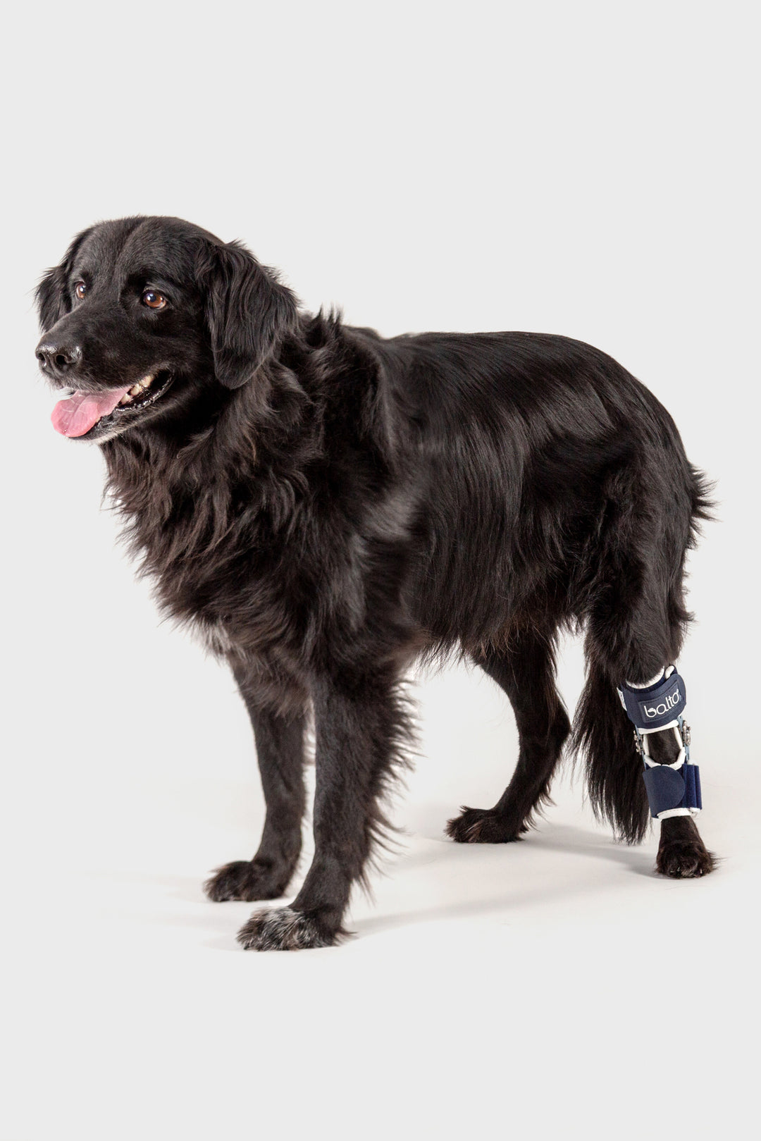 balto flexor brace for canine