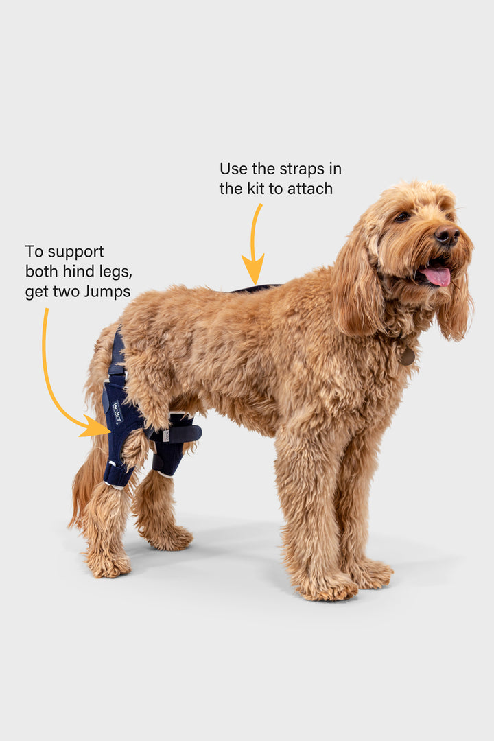 balto jump dual brace infographic