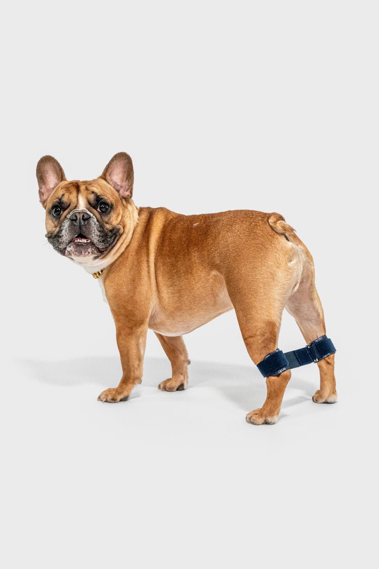 Link - Rear Legs Control