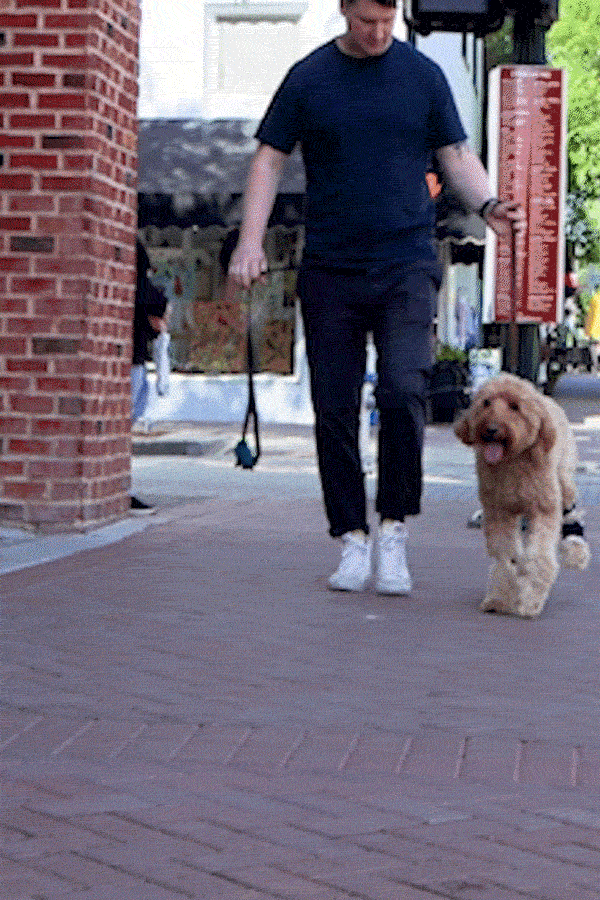 dog walking in balto flexor