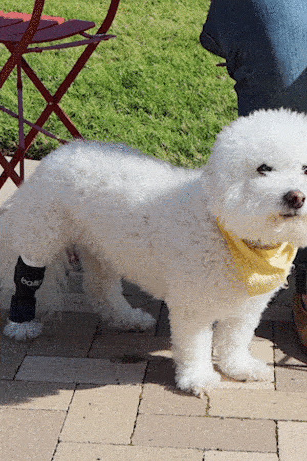 balto hock brace for small dogs