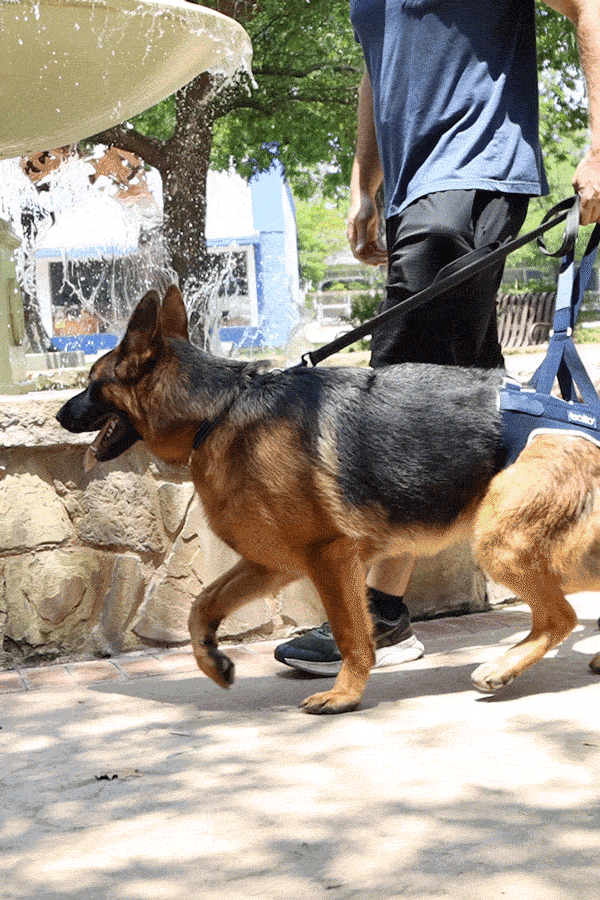 balto up hip brace for canines dog walking around park in brace