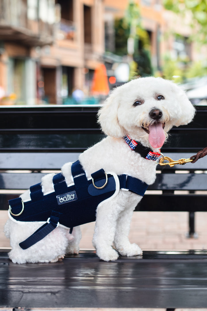 small mixed poodle wearing balto body life harness