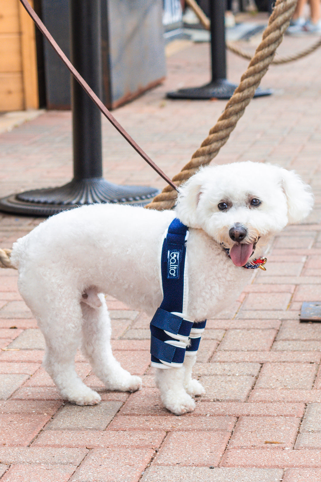 balto soft plus brace for canine