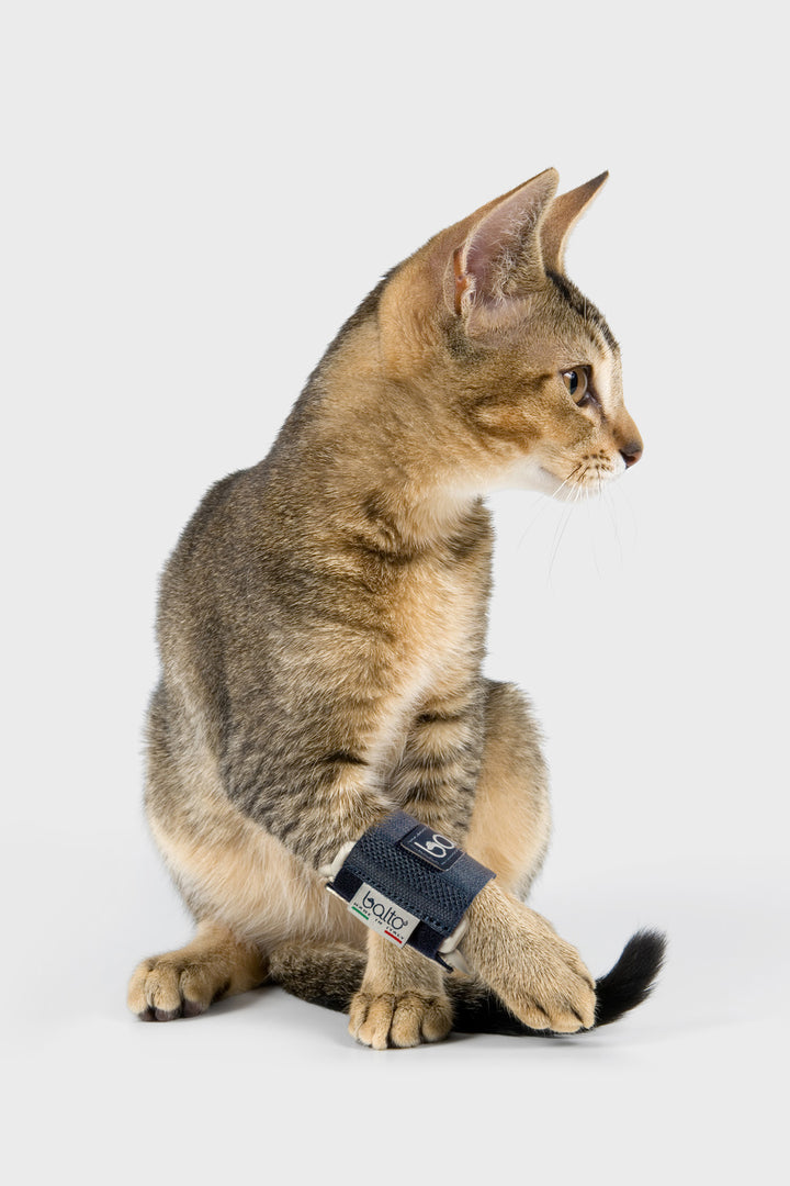 balto bone brace for felines