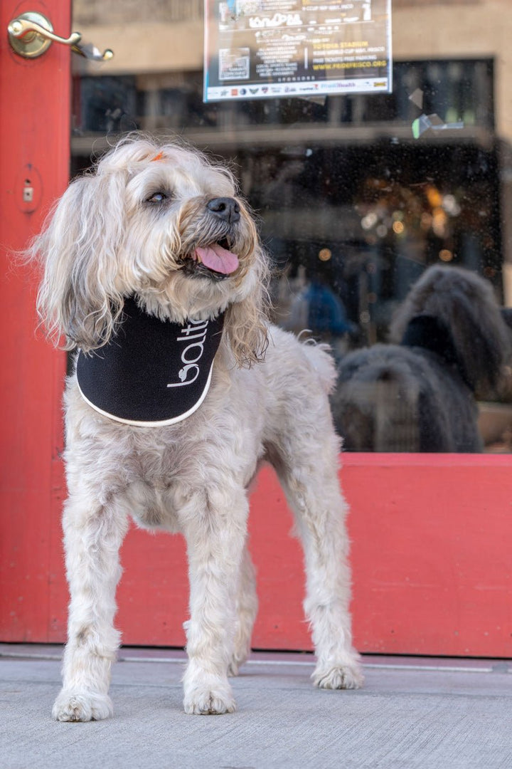 Neck Eco – E-Collar Alternative