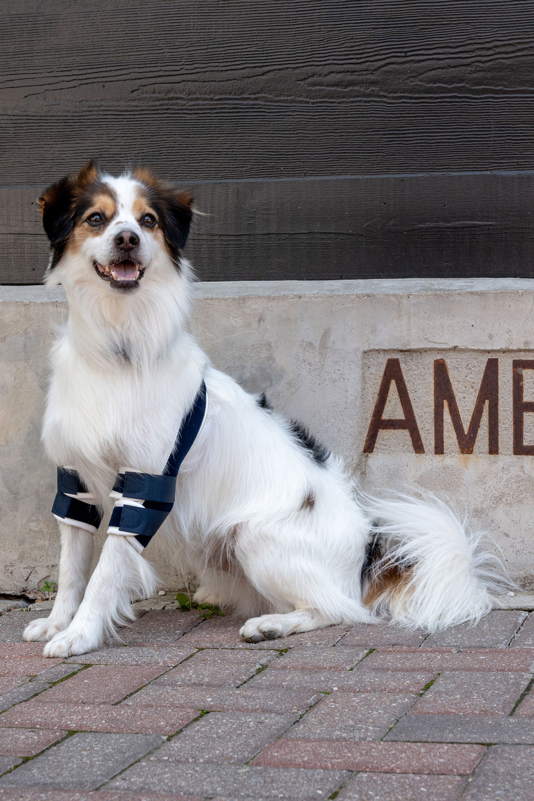 balto soft plus brace for canine elbows