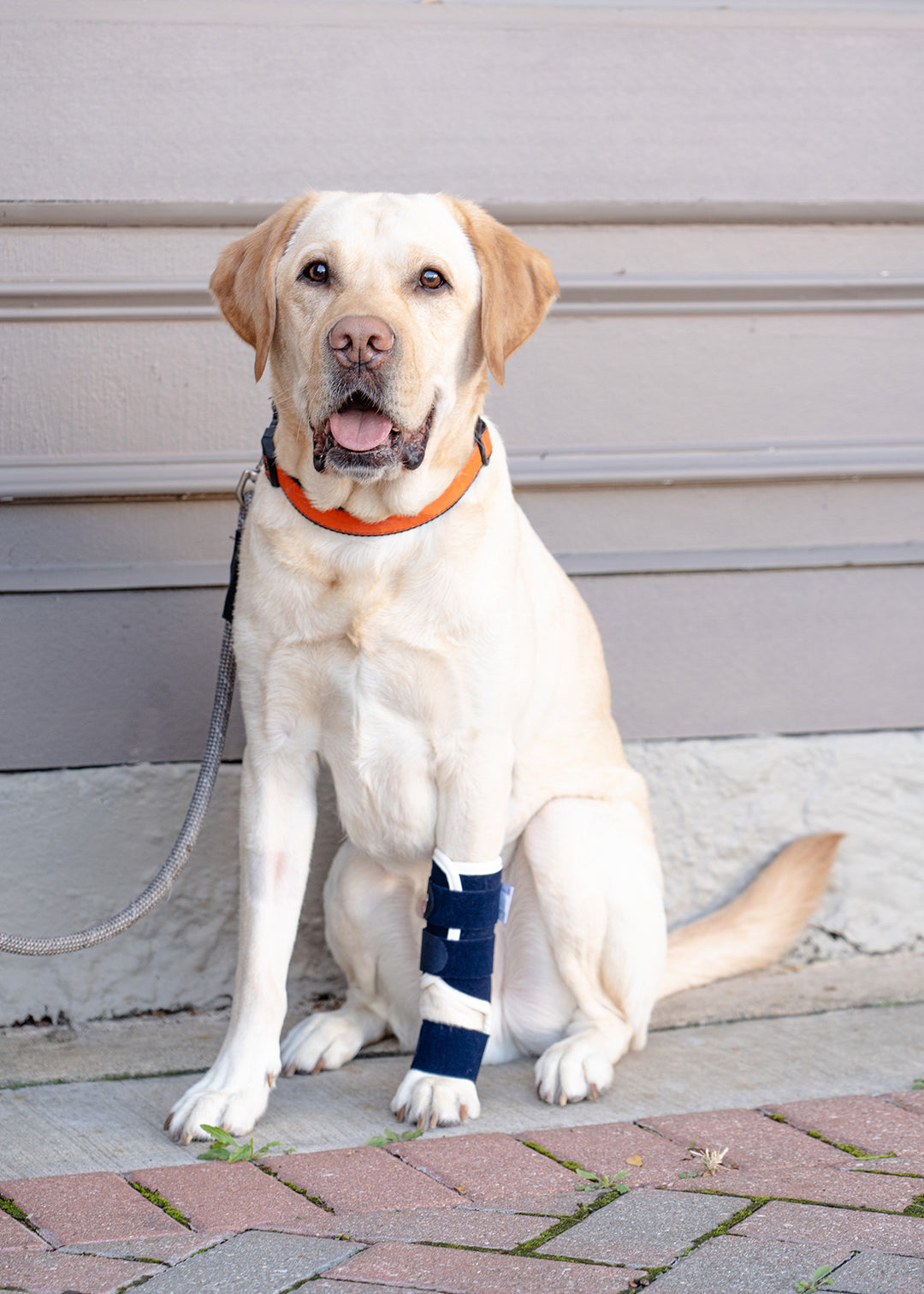 Splint – Carpal/Metatarsal Laxity Splint