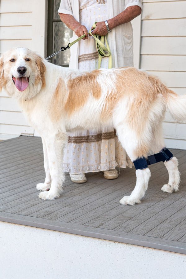 Link - Rear Legs Control