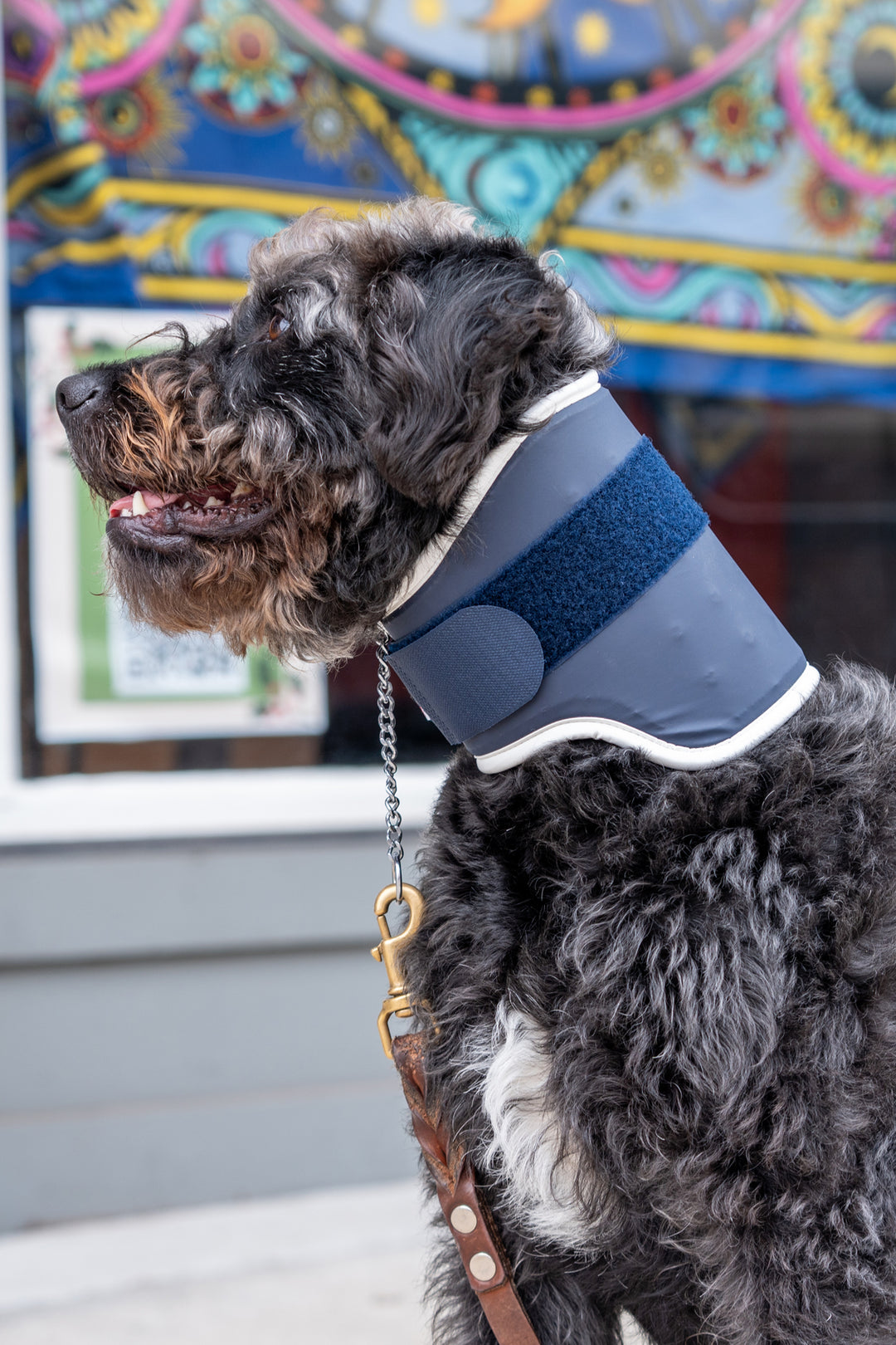 balto neck for canine detail view