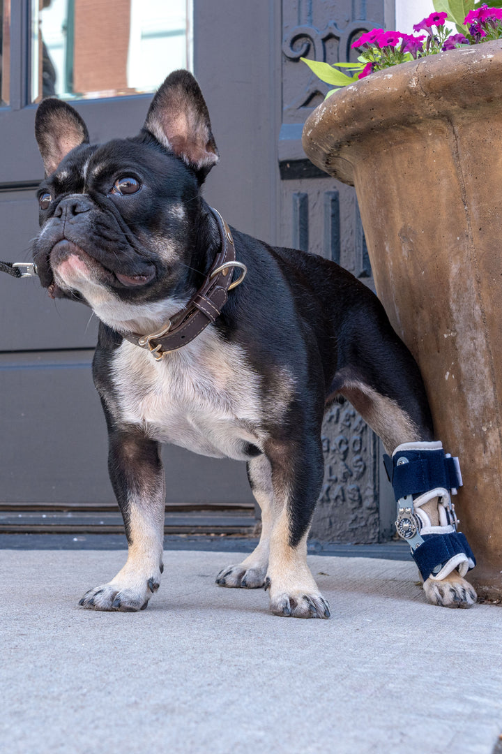 small dog wearing a balto flexor brace