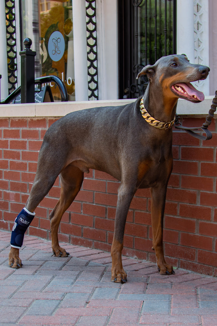 balto hock brace on dog for lifestyle