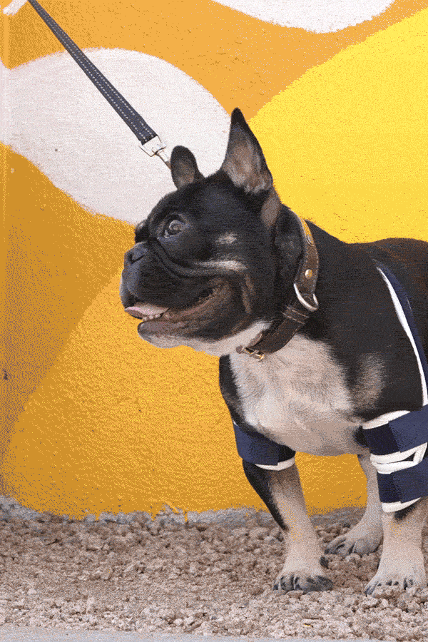 balto soft brace on small dog