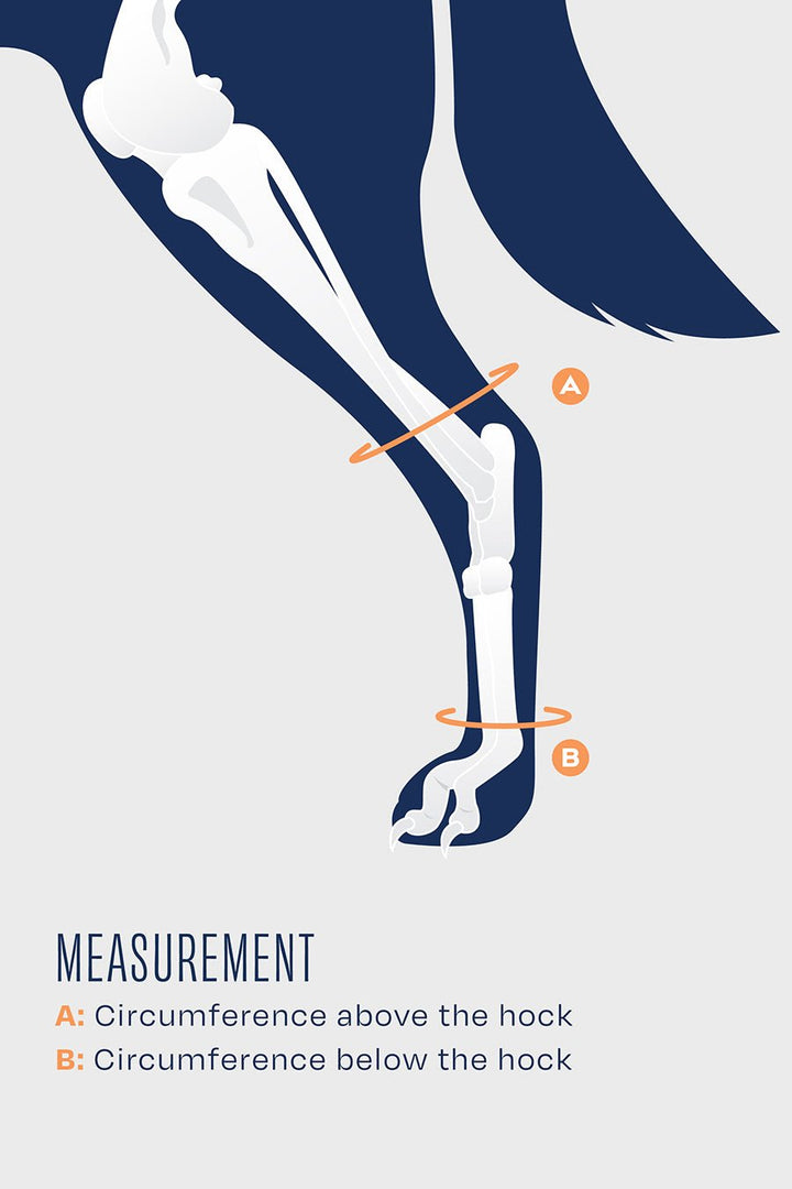 Hock – Hock Brace
