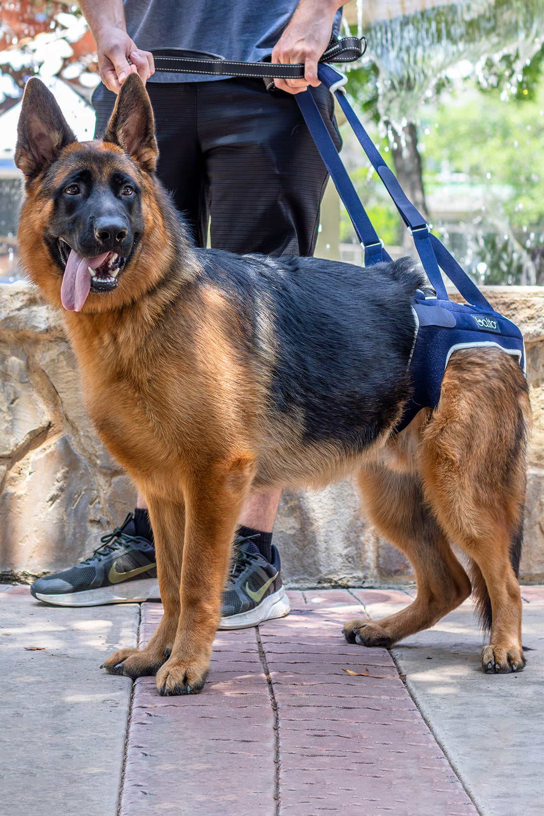 balto up hip brace for canines dog standing in front of fountain with brace