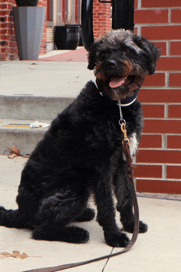 balto neck brace for canine showing playful dog running while wearing a brace