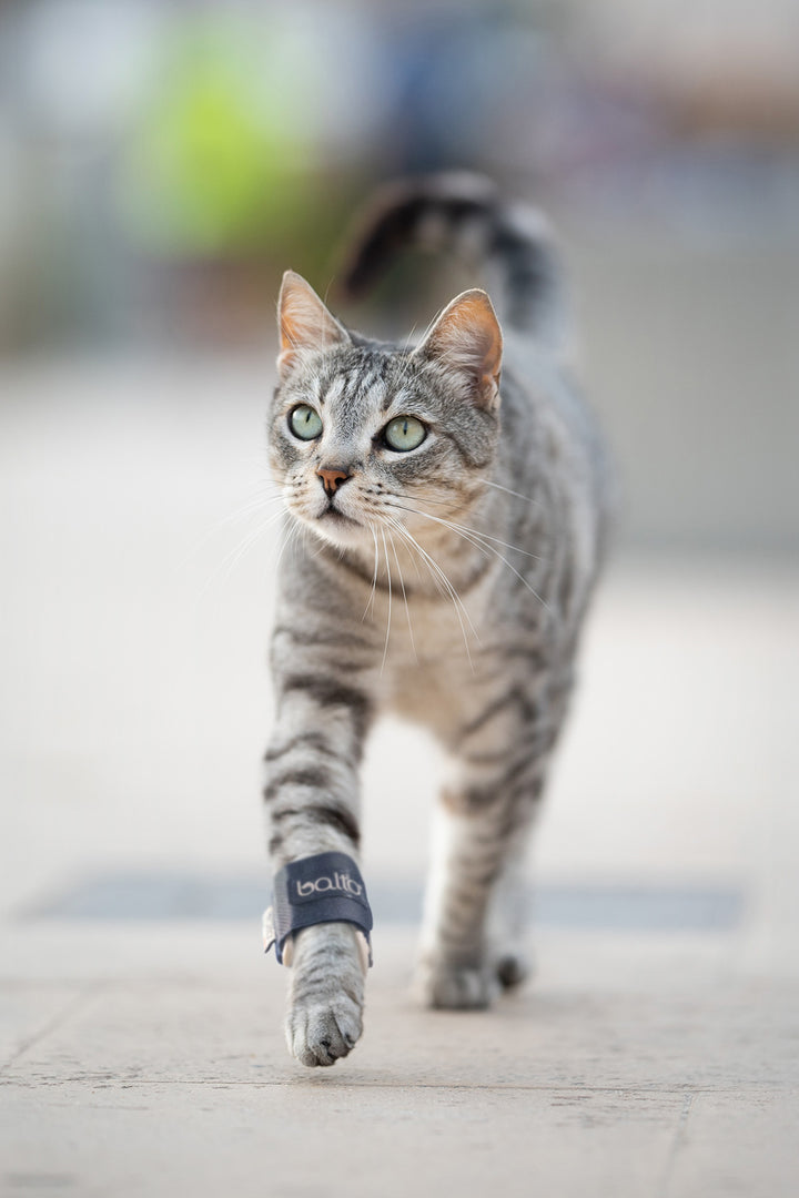 balto bone brace on feline walking