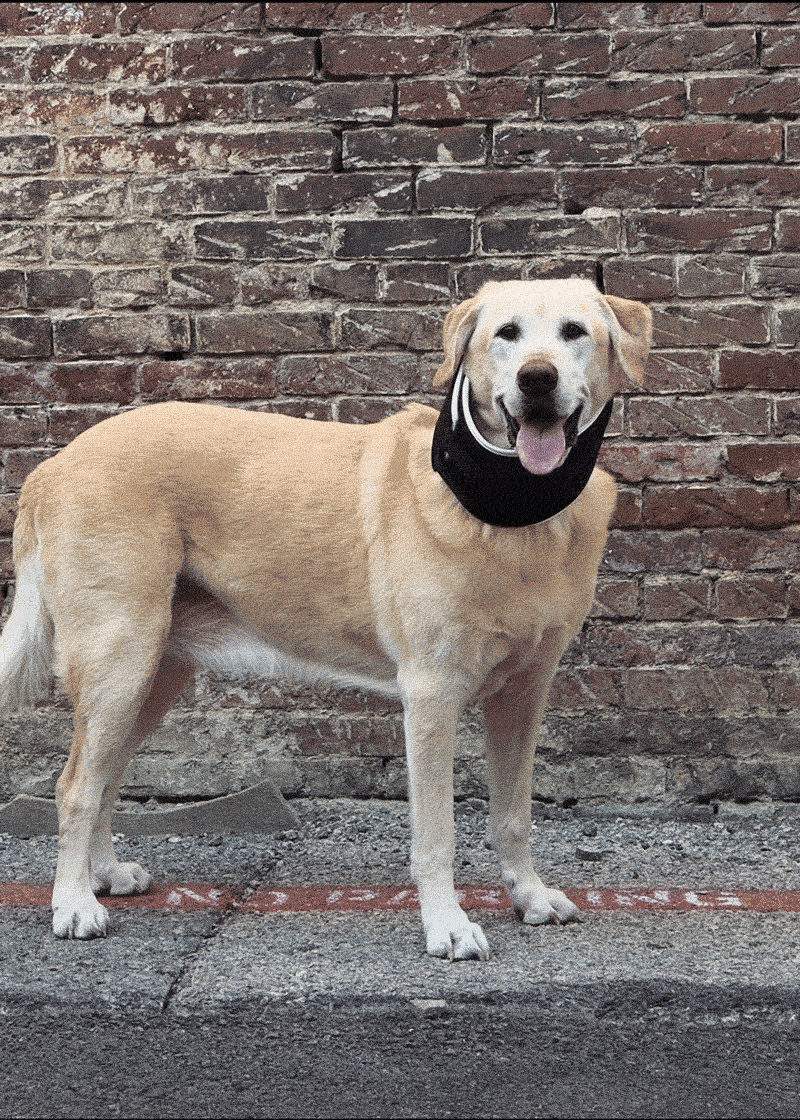 balto neck eco brace for dogs