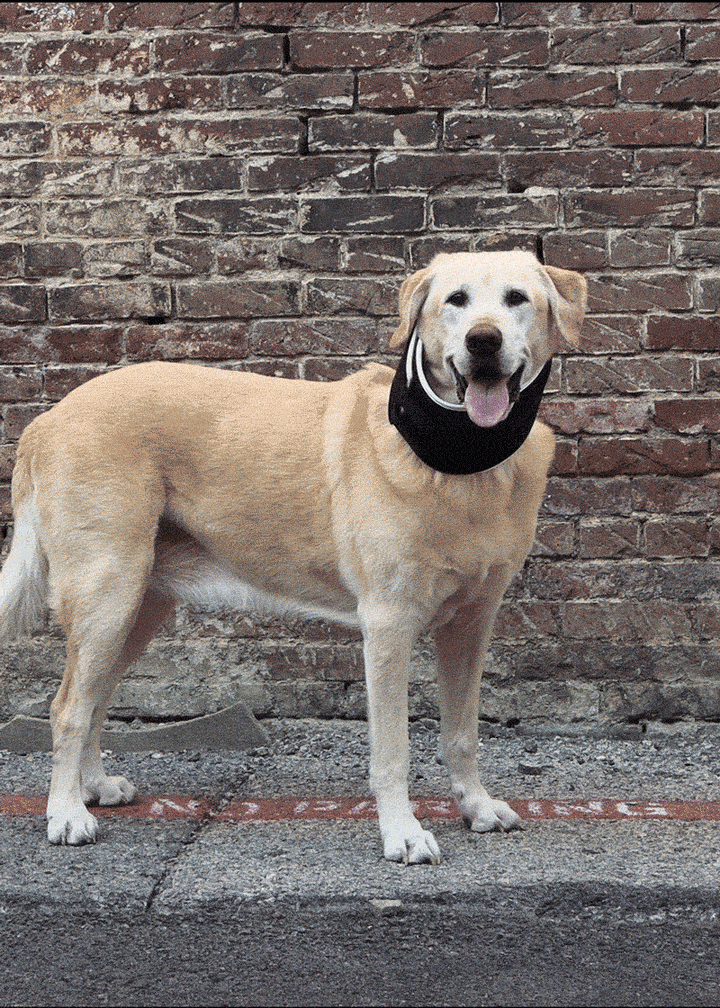 balto neck eco brace for dogs