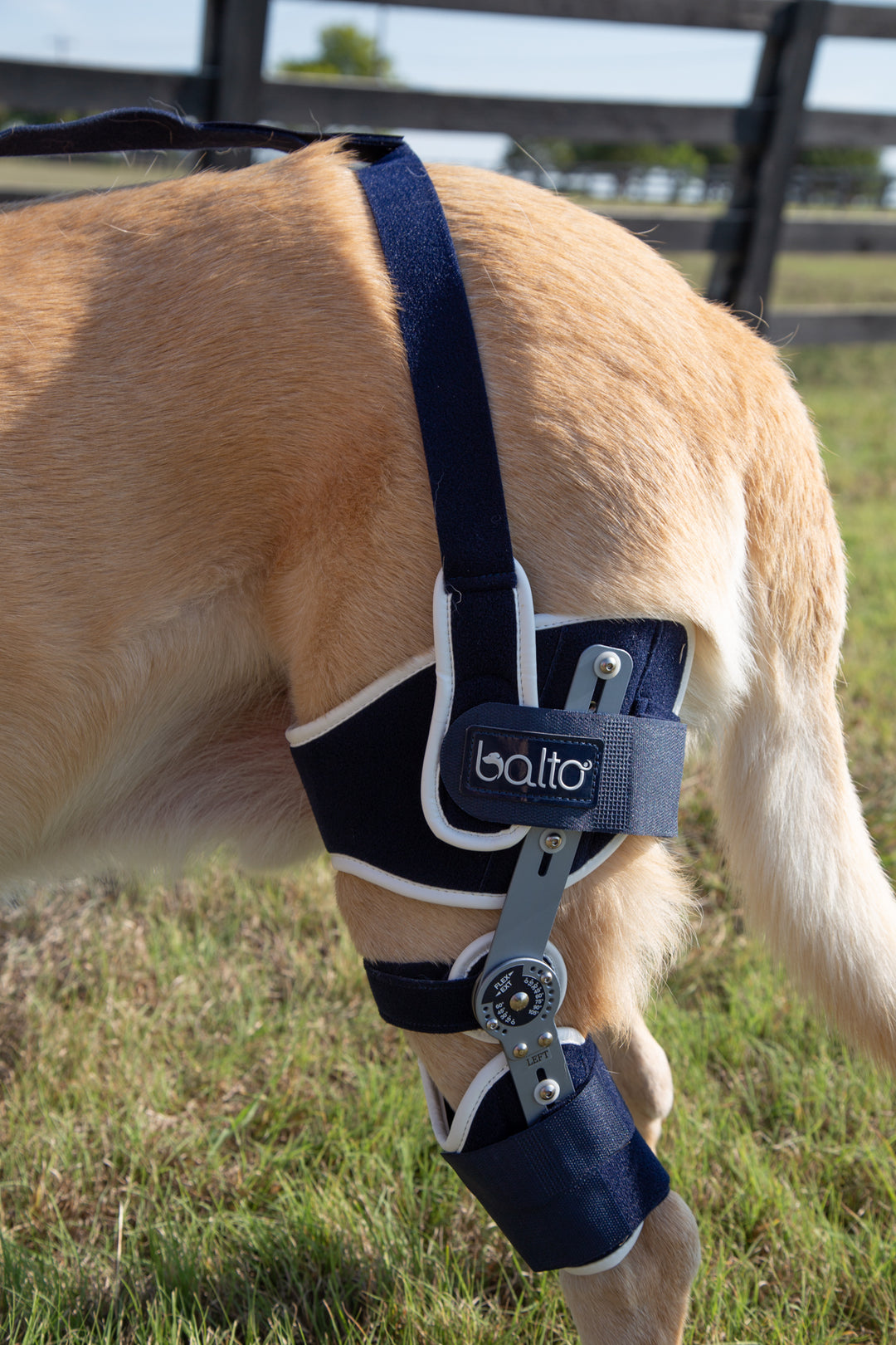 balto ligatek with anchor strap in detail