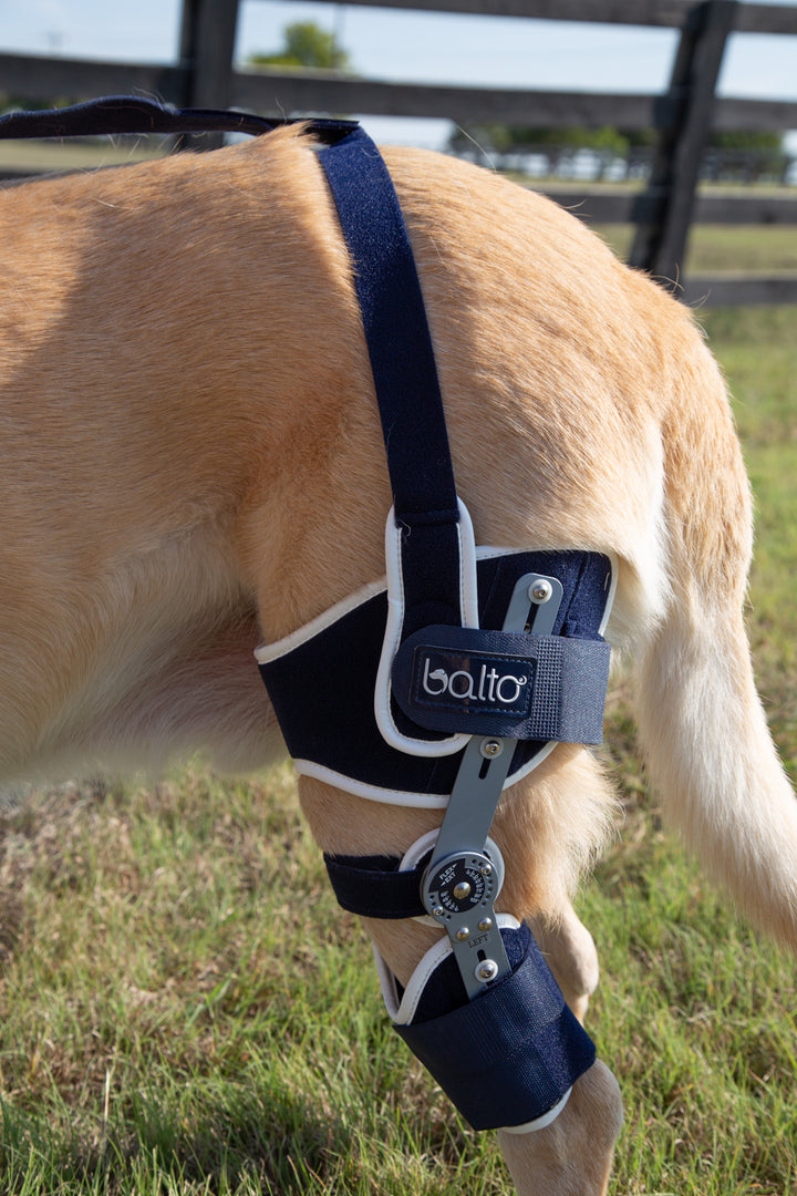 balto ligatek with anchor strap in detail