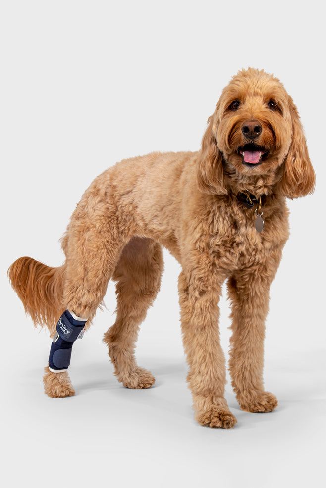 canine hock brace