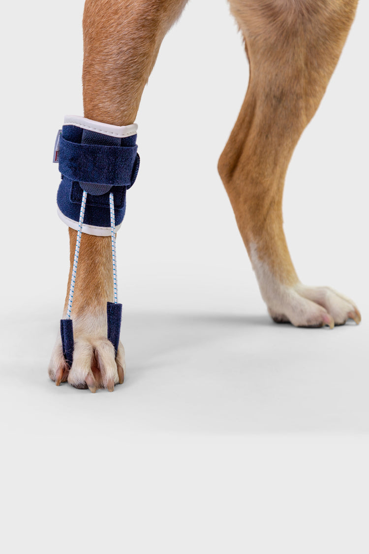 balto pull brace detail view on canine foot