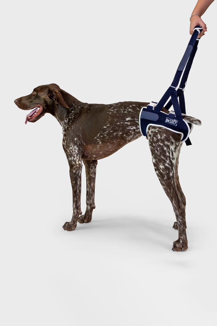 balto up hip brace for canines on spotted dog