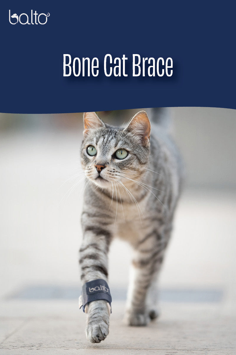 Bone Cat – Fracture Brace for Felines