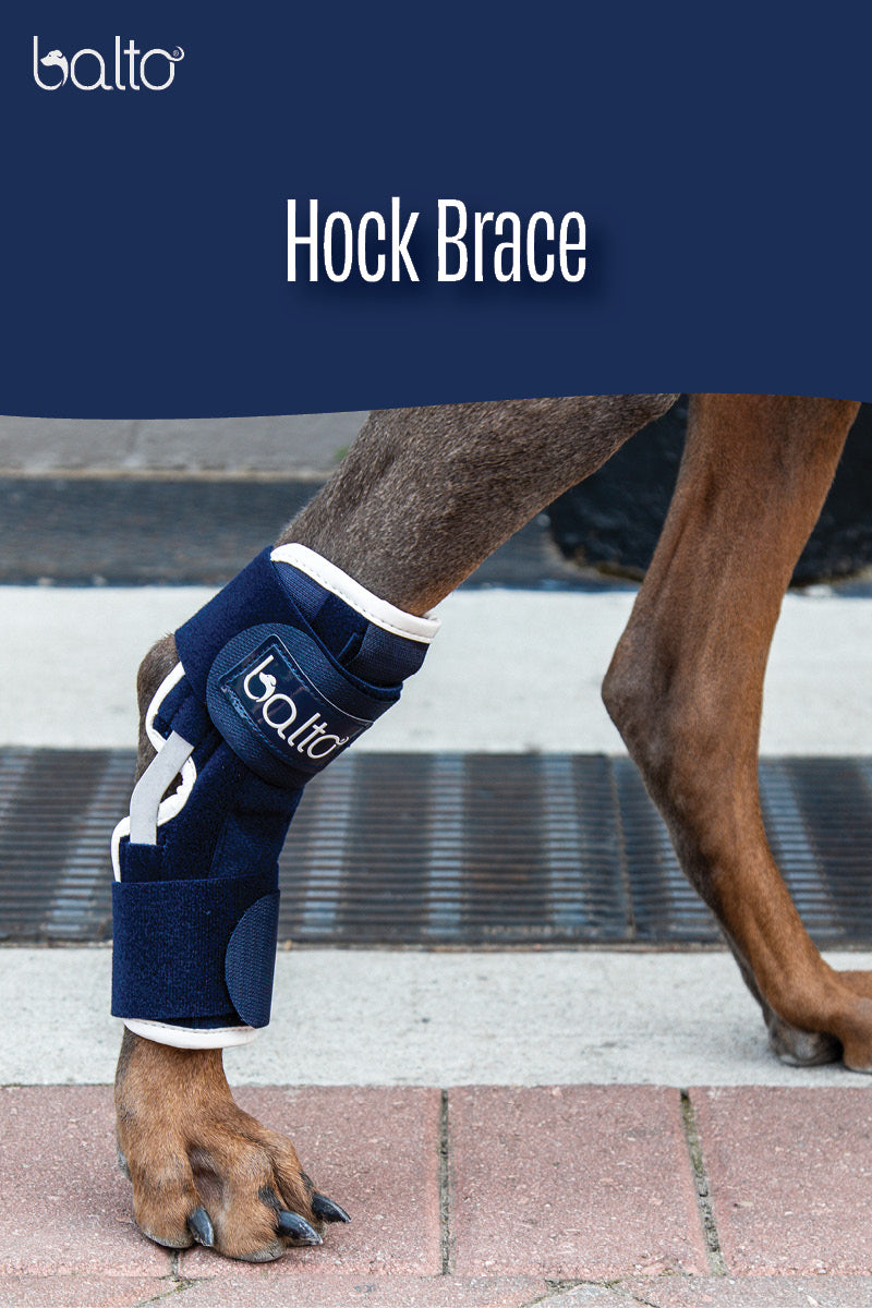 balto hock brace overview