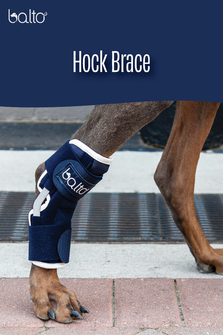 balto hock brace overview