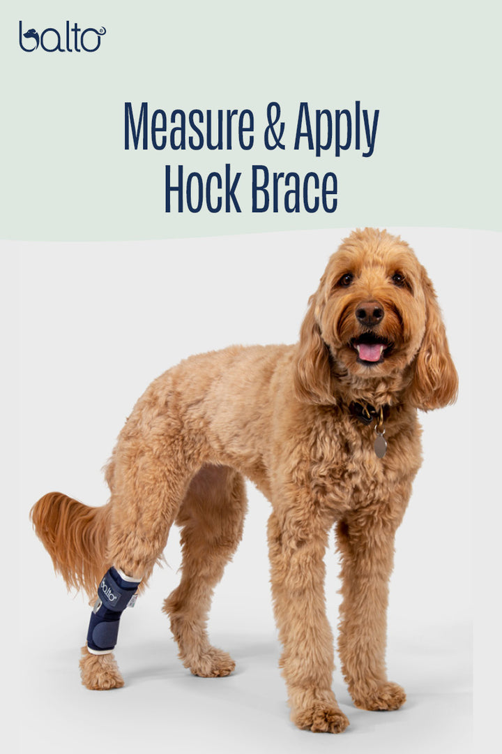 Hock – Hock Brace